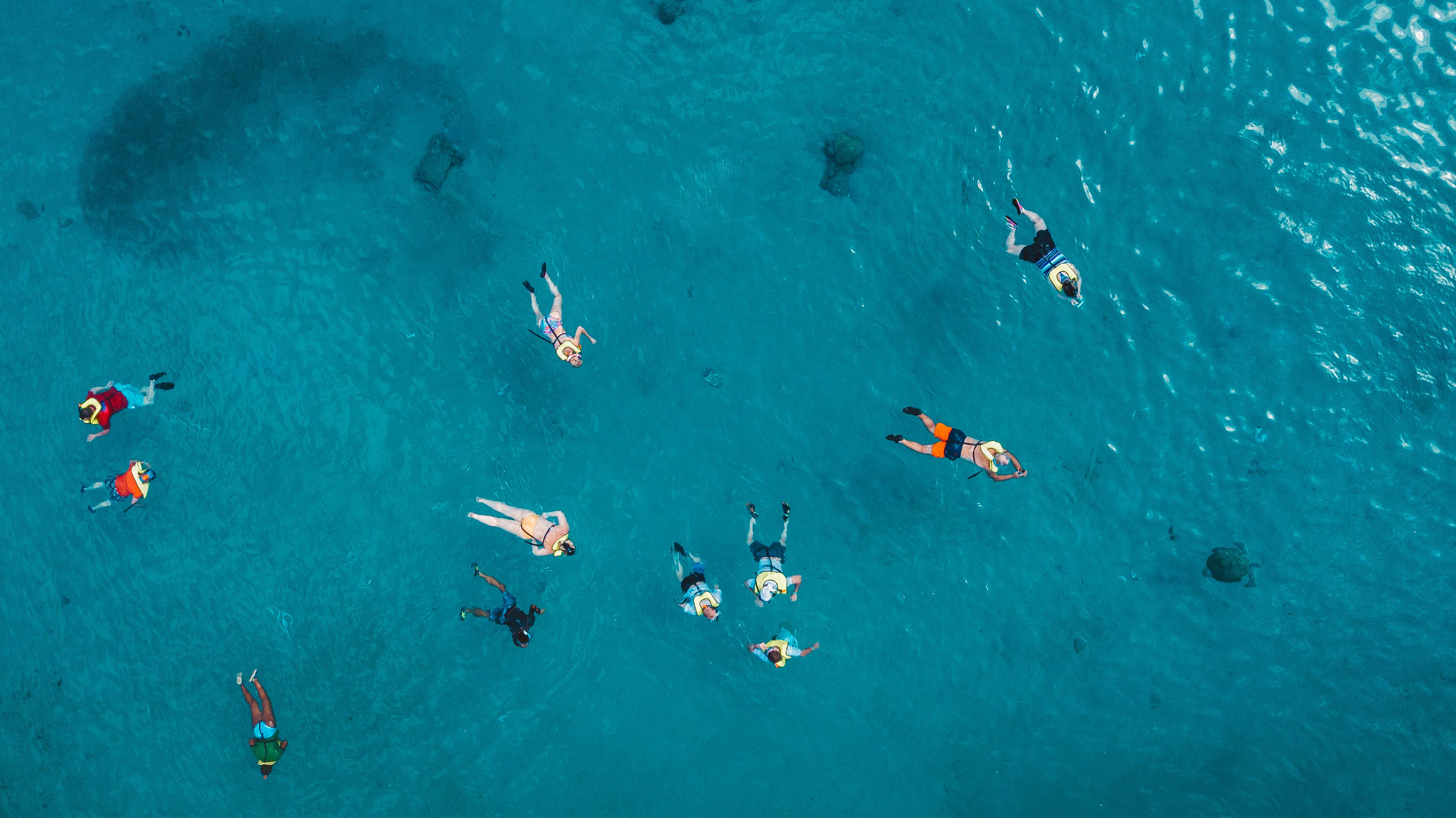 aerial view of many people swimming in blue ocean water with a turtle also in view to the side