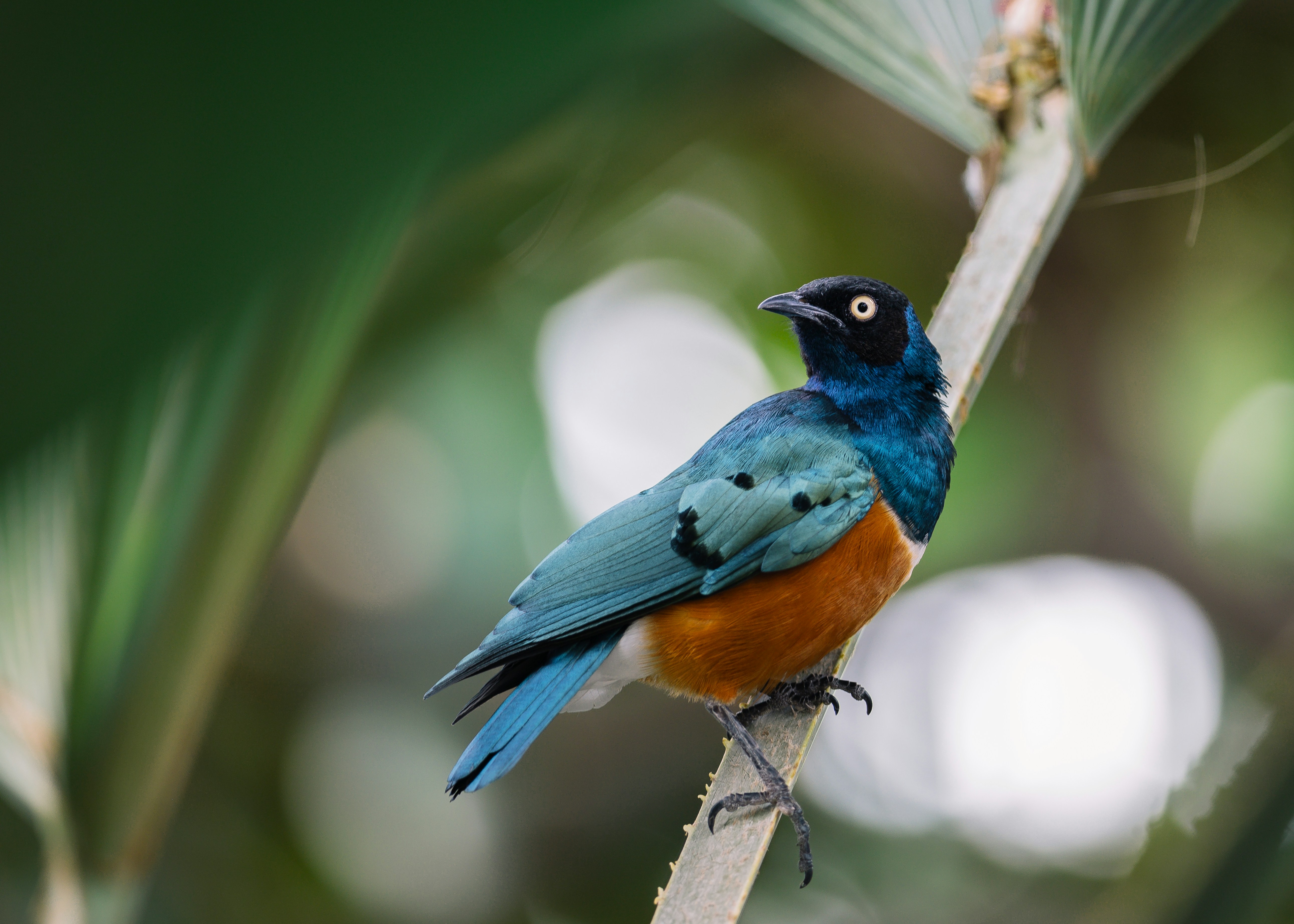 picture of a blue and light brown bird on a branch of a tropical plant